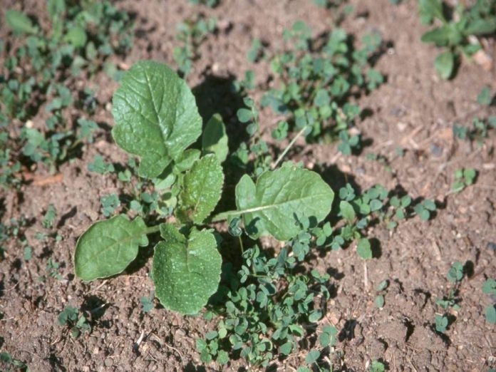 Alfalfa Meal as a Natural Weed Suppressant