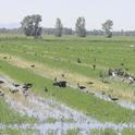 Birds foraging for insects and rodents in flood irrigated alfalfa. Photo: Capital Press.