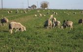 'Sheeping-off' alfalfa fields in the wintertime benefits alfalfa growers and sheep herders in that sheep get feed and alfalfa growers get weevil and weed control benefits and thatched removed for higher quality hay.