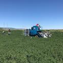 Harvesting insecticide trials for weevil control in alfalfa, Yolo County, UCCE, 2018.