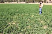 Glyphosate Injury Alfalfa1-Stunting