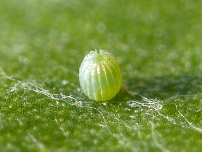 Painted lady butterfly eggs are laid singly on plants, including sunflower, a host of painted ladies.