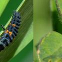 FIg. 1. Lady Beetle (Hippodamia convergense)