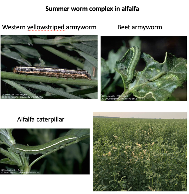 Photo 2. Summer worm complex in alfalfa and feeding damage to alfalfa hay.