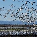Geese in Alfalfa-Sacramento Valley CA