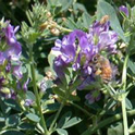 Alfalfa flowers pollinated by honey bees for certified seed for planting stock.