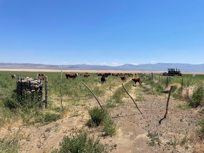 Cattle grazing alfalfa hay after seed harvest, Modoc County, CA, 2021.