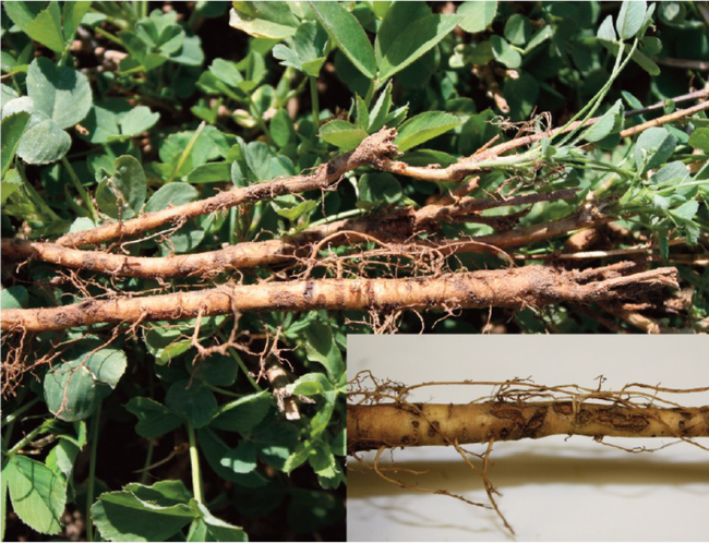 Figure 2. Clover root curculio larvae are white and feed on the roots. The damage appears as root gouging or scars, which can serve as entry points for disease.