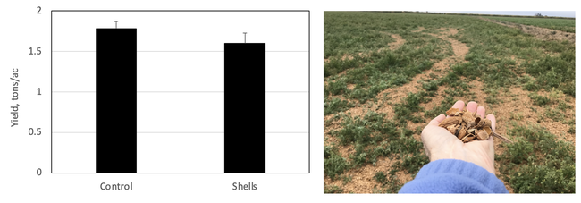 Figure 3. Yields, tons/ac for alfalfa with and without (control) fall applied almond shell applications, Yolo County, 2021-22.