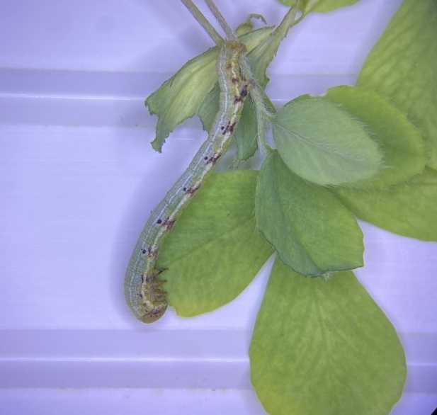 Figure3. Dot-line Angle Caterpillar Feeding on Alfalfa