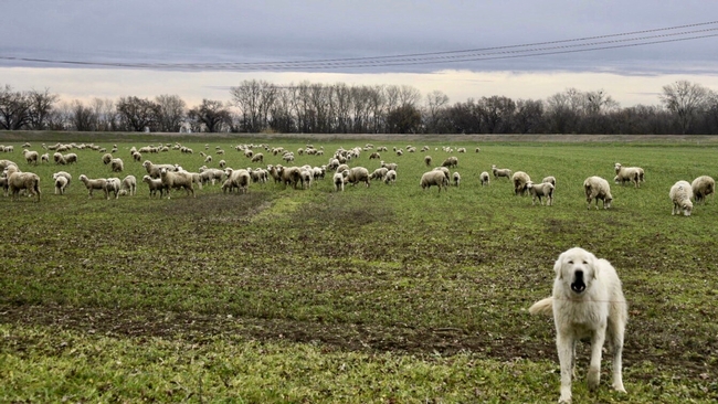 Photo 1. ‘Sheeping-off' alfalfa, a practice valued for winter weed control. Note the livestock guard dog eyeing photographer, Steve Beckley, intent on protecting its flock.
