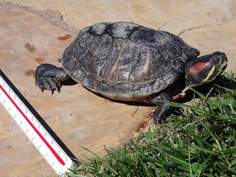Is the Red Ear Slider Snapping Turtle Endangered? 2