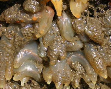 Adult foulers in the vicinity provide larvae to reinfest boats.  Photo by Carolynn Culver.