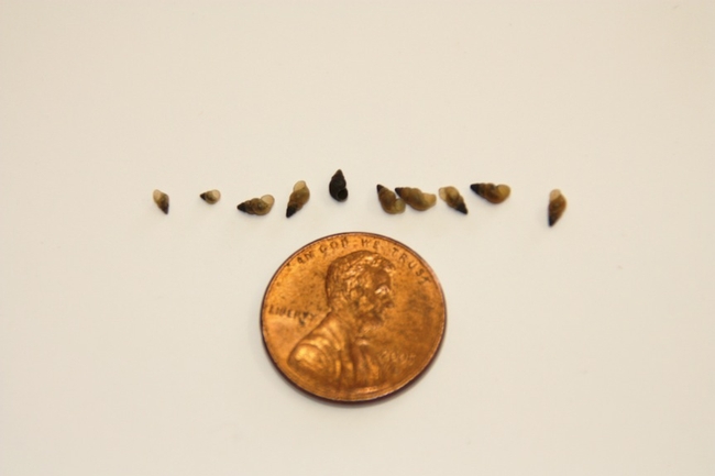 New Zealand mud snails are tiny, even when compared to a penny! Photo by Michelle Lande