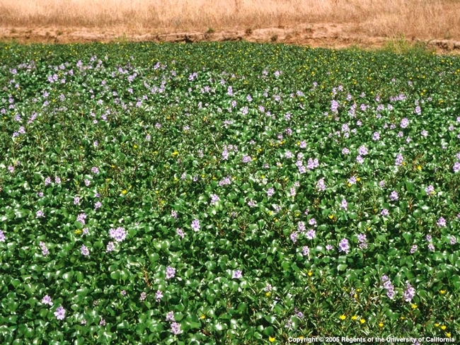 Water Hyacinth mat in bloom. Photo by Joe DiTomaso, author, Aquatic and Riparian Weeds of the West