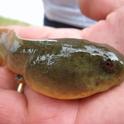 Bullfrog tadpoles are REALLY BIG! Photo by Michelle Lande