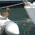 Mallard live-aboards in a San Diego Bay marina