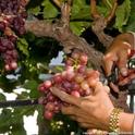 harvesting grapes