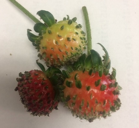 Photo of weird looking strawberries fused together