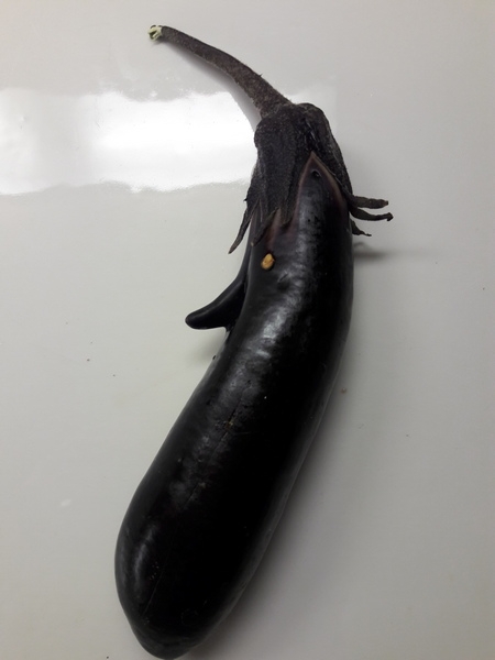 Photo of deformed eggplant
