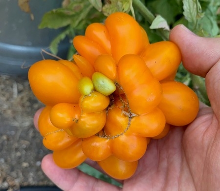 Photo of deformed tomato