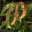 Peach leaf curl symptoms