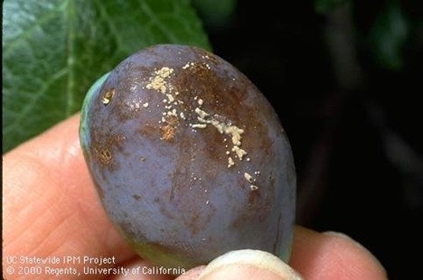 Photo of brown rot spores on plum fruit