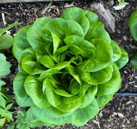 Photo of Butterhead 'Salanova' lettuce