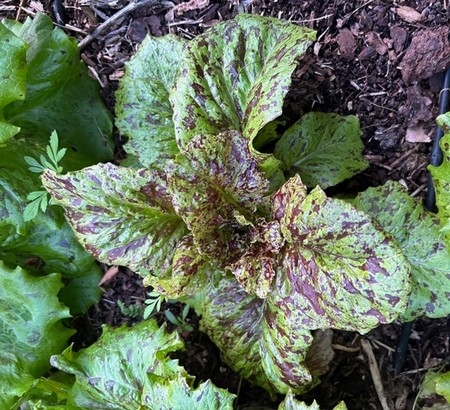 Photo of Looseleaf 'Jester' lettuce