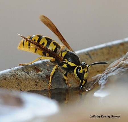 Photo of yellowjacket drinking from a fountain