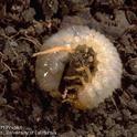 Masked Chafer Grub Larva