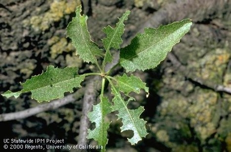 Photo of typical earwig damage on leaf