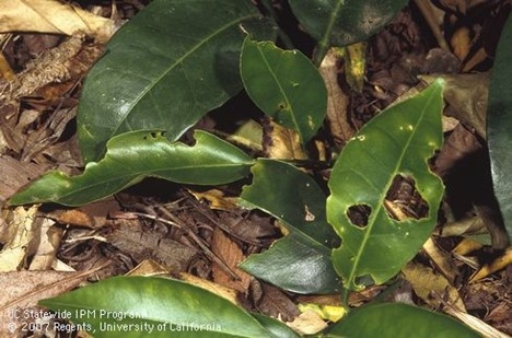 Photo of earwig damage on an orange leaf