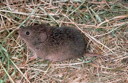 Photo of a vole