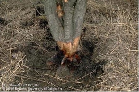 Vole damage to root crown and lower bark of a tree. Credit: Jack Kelly Clark, UC IPM
