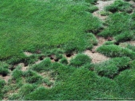 Vole damage to turf showing burrows and runways. Credit: Terrell P. Salmon, UC IPM