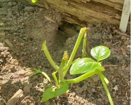Photo of vole damage to a basil plant