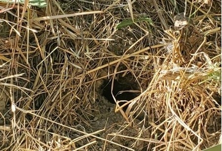 Photo of vole burrow opening