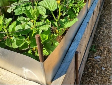 Another very effective option is to add an (at least 12-inch tall) metal flashing barrier to wooden raised beds. Credit: S. Hoyer
