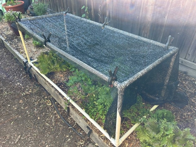 Photo of shade cloth covering herbs and lettuce
