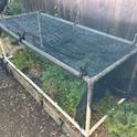 PVC frame with 30% shade cloth over lettuce. Photo: Bonnie D.