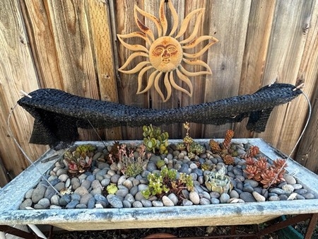 Photo of shade cloth protecting succulents