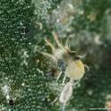 Two-spotted spider mite