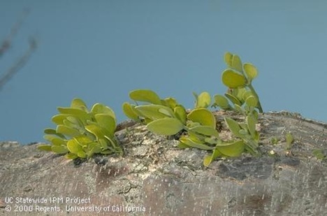 Photo of mistletoe on a log