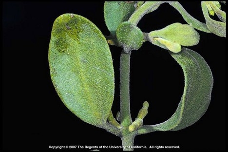 Close-up photo of mistletoe