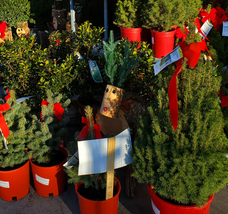 Christmas trees in pots