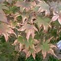 Japanese Maple leaf scorch... <br>picture: Missouri Botanical Garden