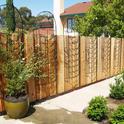 Potato Vine growing in pot <br> with trellis attached to fence