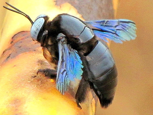 carpeneter bee