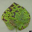 Cercospora